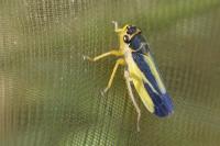 Evacanthus interruptus