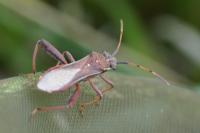Camptopus lateralis
