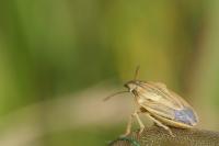 Aelia acuminata
