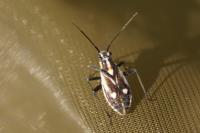 Capsodes sulcatus