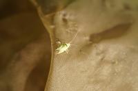 Closterotomus norwegicus
