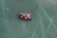 Cercopis vulnerata