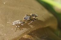 Heterogaster urticae