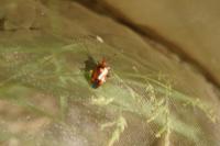 Deraeocoris ruber