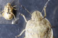 Sciocoris macrocephalus