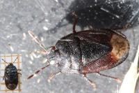 Ochetostethus nanus/tarsalis
