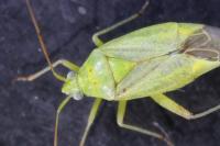 Closterotomus norwegicus