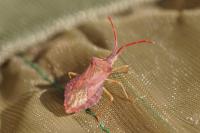 Haploprocta sulcicornis