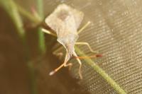 Syromastus rhombeus