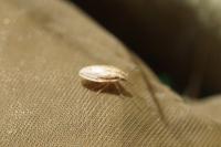 Aelia acuminata