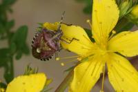 Carpocoris purpureipennis