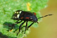 Nezara viridula