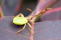 Gonocerus acuteangulatus