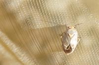 Strongylocoris