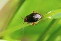 Capsus ater