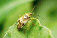 Lygus pratensis
