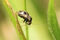 Cyphodema instabilis
