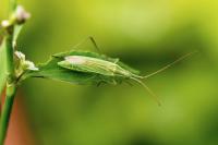 Megaloceroea recticornis