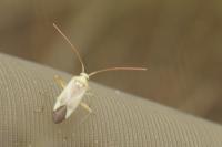 Adelphocoris