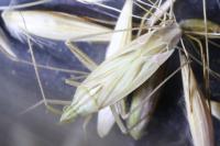 Miridius quadrivirgatus