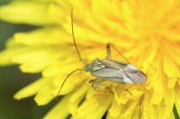 Adelphocoris