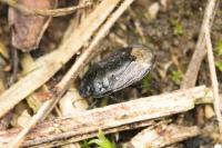 Ochetostethus