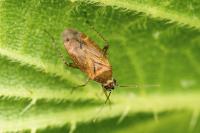 Plagiognathus chrysanthemi