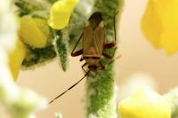 Adelphocoris vandalicus