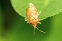 Deraeocoris lutescens