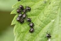 Nezara viridula