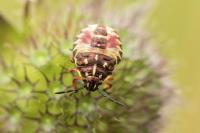 Carpocoris