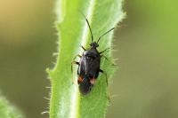 Deraeocoris ruber