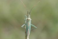 Stenodema laevigata