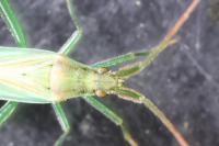 Stenodema laevigata
