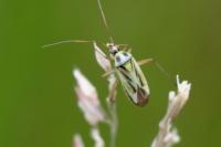 Stenotus binotatus