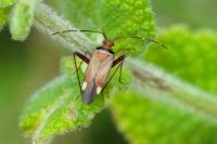 Adelphocoris vandalicus