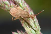 Ceraleptus lividus