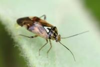 Lygus pratensis