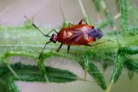 Deraeocoris ruber