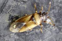 Cymus melanocephalus