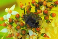 Holcogaster fibulata