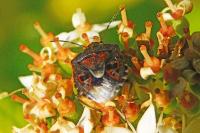 Holcogaster fibulata