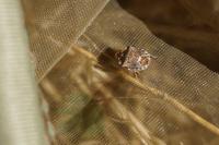 Dyroderes umbraculatus