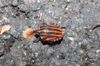 Graphosoma italicum