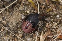 Piezodorus lituratus