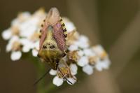Carpocoris purpureipennis