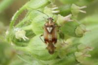 Lygus pratensis