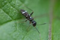 Globiceps sphaegiformis