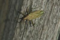 Miridius quadrivirgatus