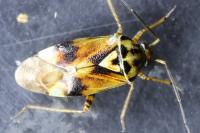 Lygus pratensis
